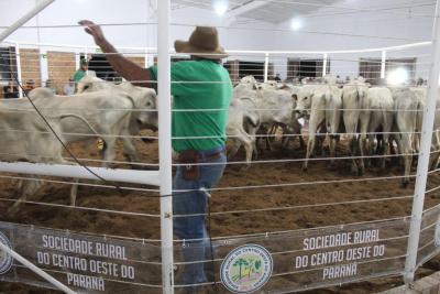 LeilÃ£o de Gado em Laranjeiras do Sul Reflete Qualidade e ConfianÃ§a na PecuÃ¡ria